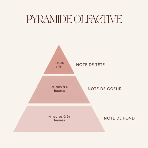 Illustration de la pyramide olfactive d’un parfum, représentant les notes de tête, de cœur et de fond.