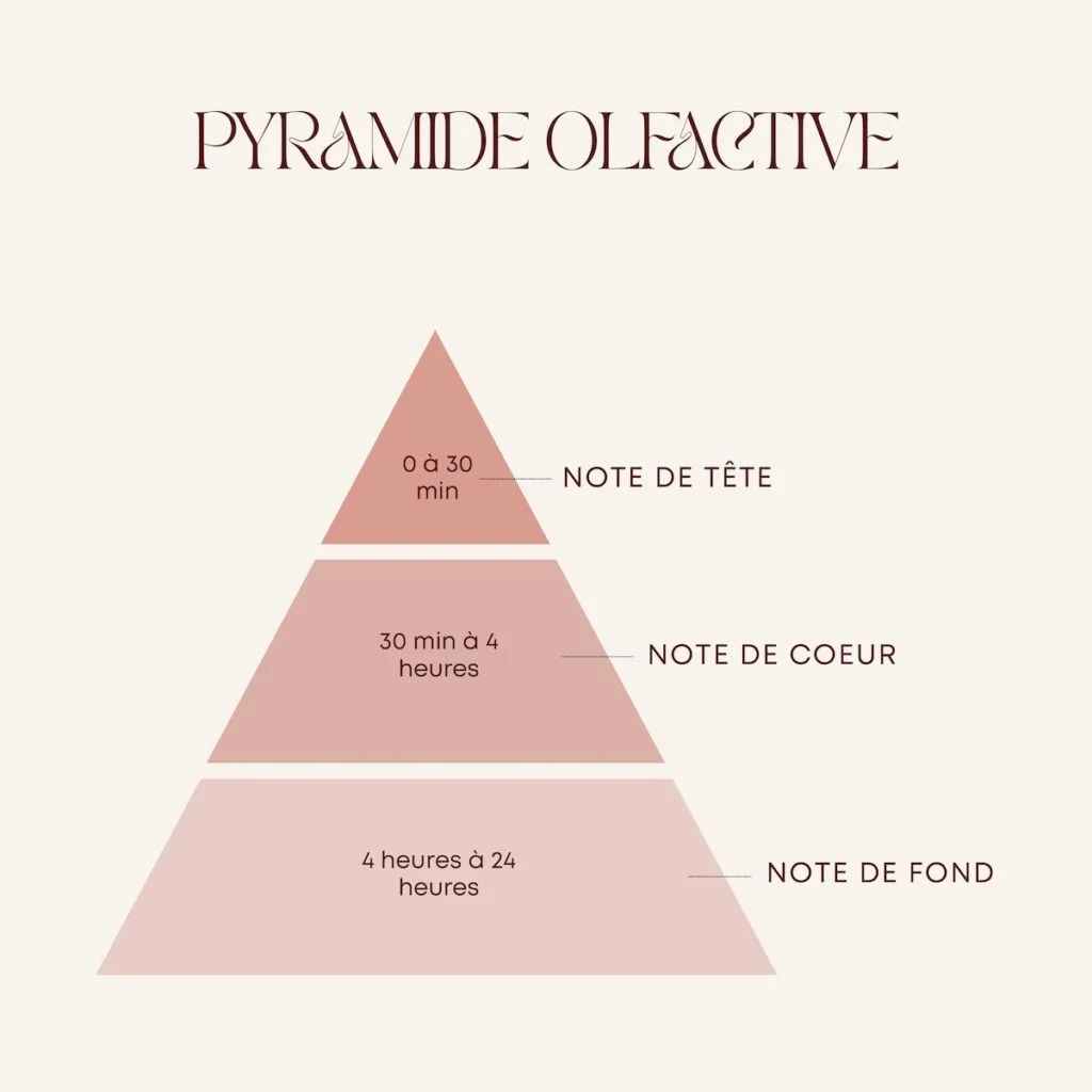 Illustration de la pyramide olfactive d’un parfum, représentant les notes de tête, de cœur et de fond.