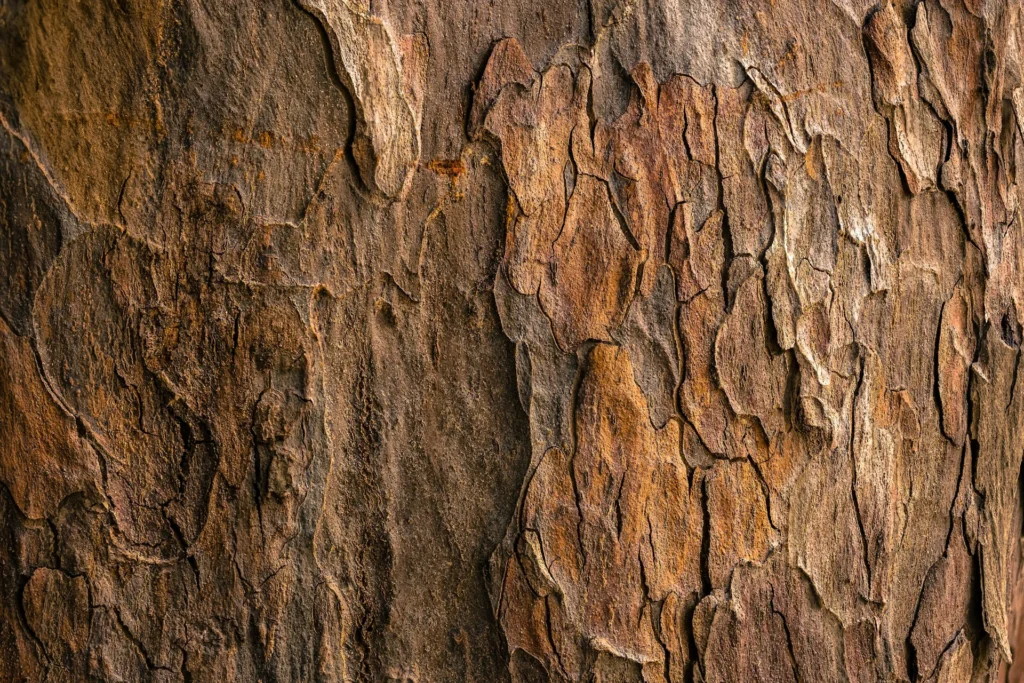Écorce d’arbre texturée – gros plan naturel de tronc avec motifs bruns