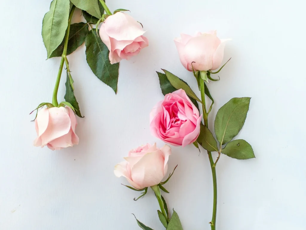 Roses fraîches sur fond clair – bouquet floral romantique naturel