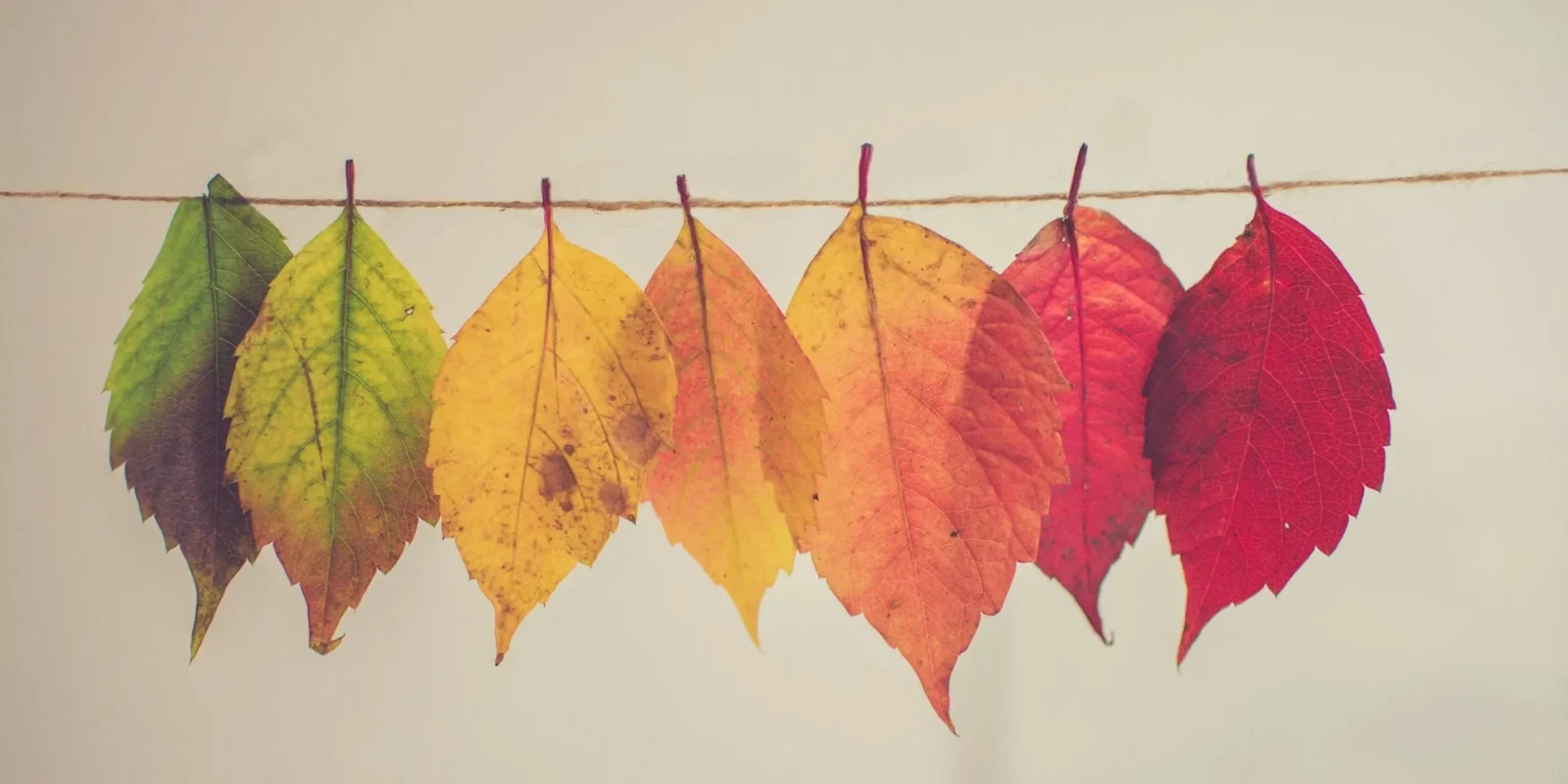 Feuilles qui représentent les quatres saisons : été, automne, hiver, printemps